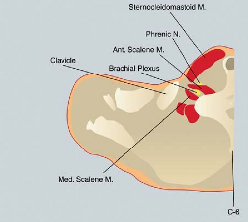 Brachial Plexus Blocks Anesthesia Key