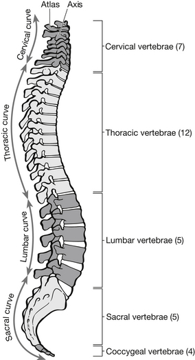 Spinal injuries | Anesthesia Key