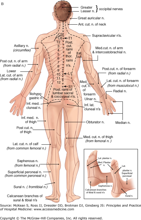 The Neurologic Examination Anesthesia Key