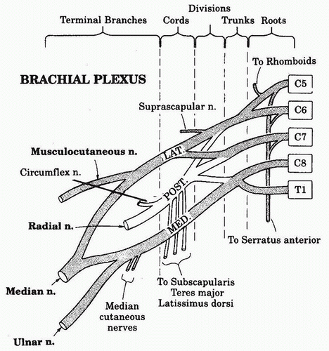 Regional Anesthesia 