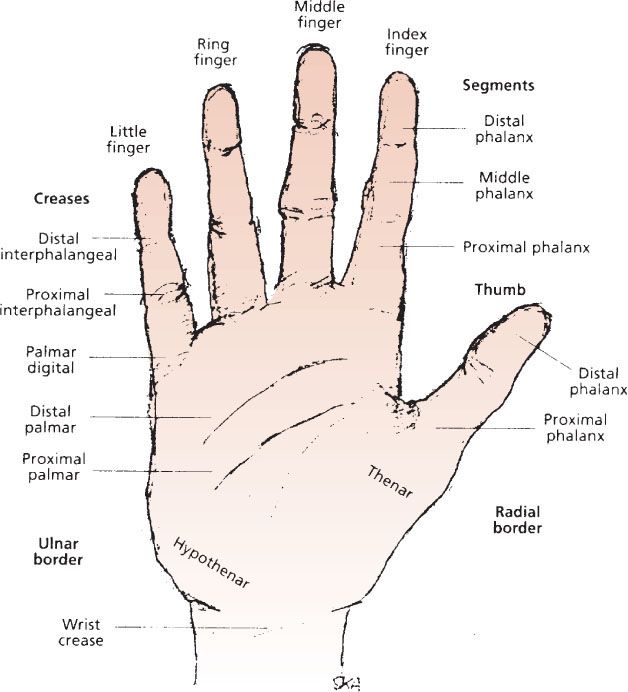 Hand Injuries | Anesthesia Key