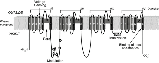 A315115_1_En_3_Fig1_HTML.gif