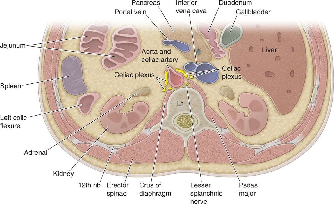 Celiac Plexus Block Using CT Guidance | Anesthesia Key