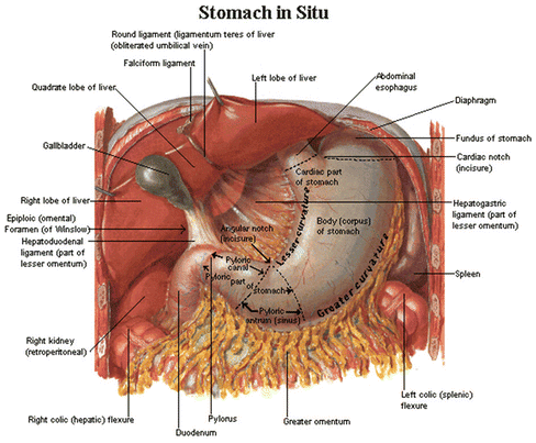 A311281_1_En_14_Fig1_HTML.gif