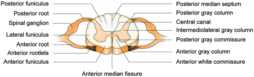 A330607_1_En_18_Fig1_HTML.gif