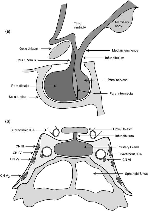 A330607_1_En_19_Fig1_HTML.gif