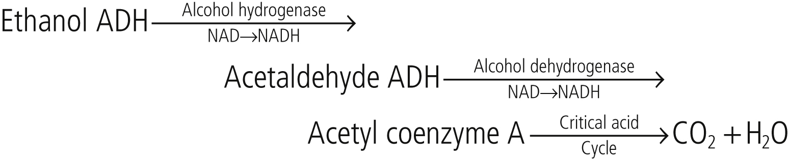 The reaction shows ethanol ADH Alcohol dehydrogenase NAD NADH converts to Acetaldehyde ADH Alcohol dehydrogenase NAD NADH converts to Acetyl coenzyme A Citric acid cycle producing CO“2” and H“2”O.