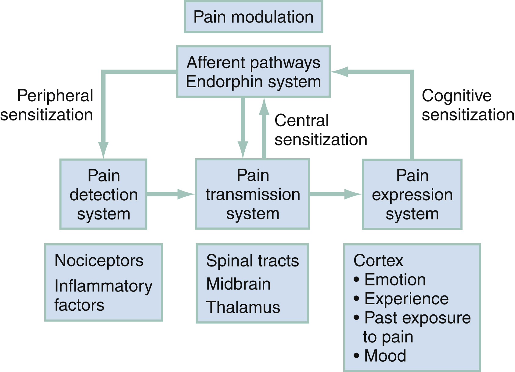 The flowchart shows pain begins with detection by nociceptors and inflammation, travels via spinal tracts, midbrain, and thalamus. Modulation and sensitization influence all stages. The flowchart shows pain detection system, influenced by nociceptors and inflammatory factors, feeds into the pain transmission system. This system then connects to the pain expression system, which is shaped by cognitive factors such as emotion, experience, past exposure to pain, and mood within the cortex. Pain modulation, involving afferent pathways and the endorphin system, influences both the pain transmission and expression systems. Peripheral sensitization affects the detection system, while central and cognitive sensitization impact the transmission and expression systems, respectively.