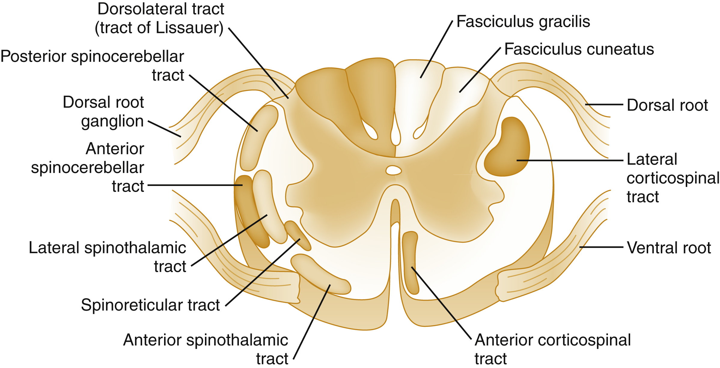 The diagram shows spinal cord tracts, dorsal tracts carry sensory input, lateral and anterior tracts relay pain, temperature, proprioception, and motor signals to and from the brain. The diagram shows arrangement of major ascending and descending tracts. On the dorsal side, the dorsolateral tract (tract of Lissauer), posterior spinocerebellar tract, anterior spinocerebellar tract, fasciculus gracilis, and fasciculus cuneatus are present. The dorsal root ganglion and dorsal root carry sensory input into the spinal cord. On the lateral and anterior sides, the lateral spinothalamic tract, spinoreticular tract, anterior spinothalamic tract, lateral corticospinal tract, and anterior corticospinal tract.
