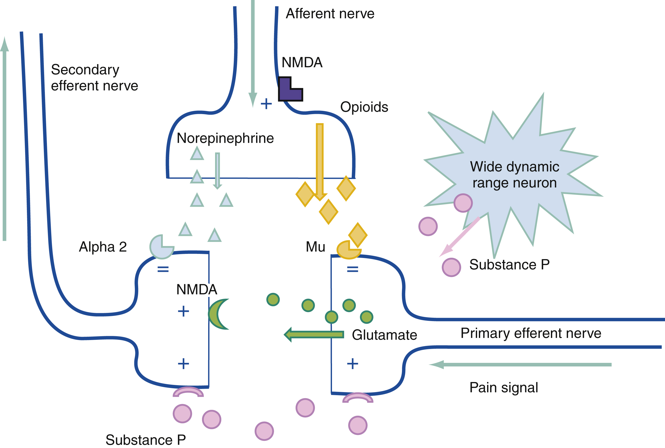 The diagram shows pain signals afferent nerves release glutamate and substance P, activating NMDA and wide dynamic neurons. Opioids and norepinephrine act on Mu and alpha-2 receptors to reduce pain. The diagram shows neurotransmitters and receptors involved in pain signal transmission at the dorsal root ganglion. A pain signal travels along the primary afferent nerve, releasing neurotransmitters- glutamate and substance P at the synapse. These activate NMDA receptors and other postsynaptic receptors on wide dynamic range neurons, contributing to pain perception. The Mu opioid receptor, located presynaptically, inhibits neurotransmitter release when activated by opioids. Norepinephrine, released from secondary efferent nerves, binds to alpha-2 receptors and contributes to pain modulation. NMDA receptors are shown on both the primary afferent and secondary efferent nerves, and their activation is involved in pain sensitization.