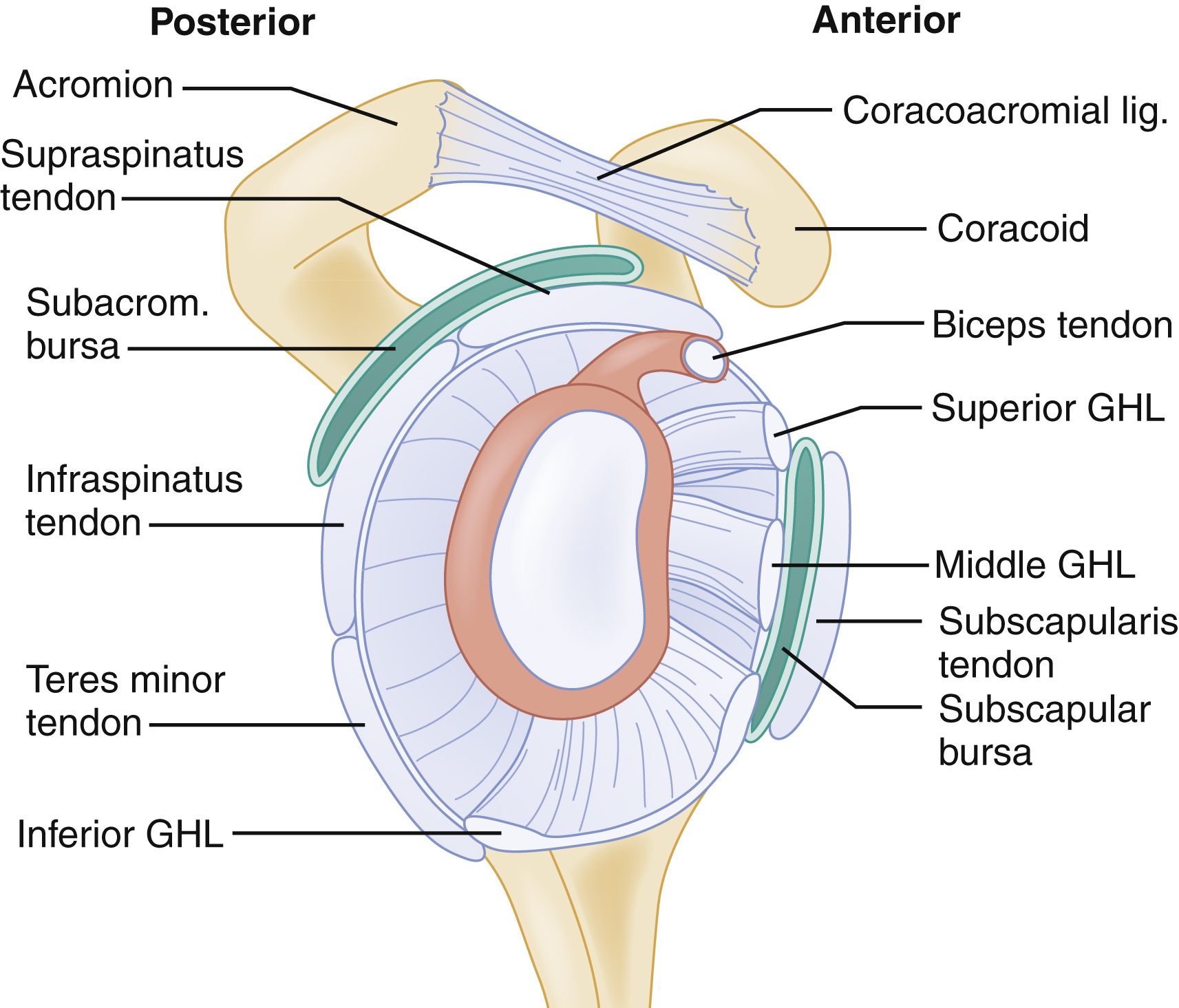 The diagram shows shoulder rotator cuff anatomy- posterior acromion, supraspinatus, subacromial bursa, inferior GHL; anterior coracoacromial lig., and middle GHL, subscapularis, subscapular bursa. The diagram shows the anatomy of the shoulder rotator cuff and supporting ligaments with anterior and posterior views labeled. Posteriorly, structures include the acromion, supraspinatus tendon, subacromial bursa, infraspinatus tendon, teres minor tendon, and inferior glenohumeral ligament labeled as inferior GHL. Anteriorly, structures include the coracoacromial ligament labeled as coracoacromial lig., the coracoid, biceps tendon, superior glenohumeral ligament labeled as superior GHL, middle glenohumeral ligament labeled as middle GHL, subscapularis tendon, and subscapular bursa.