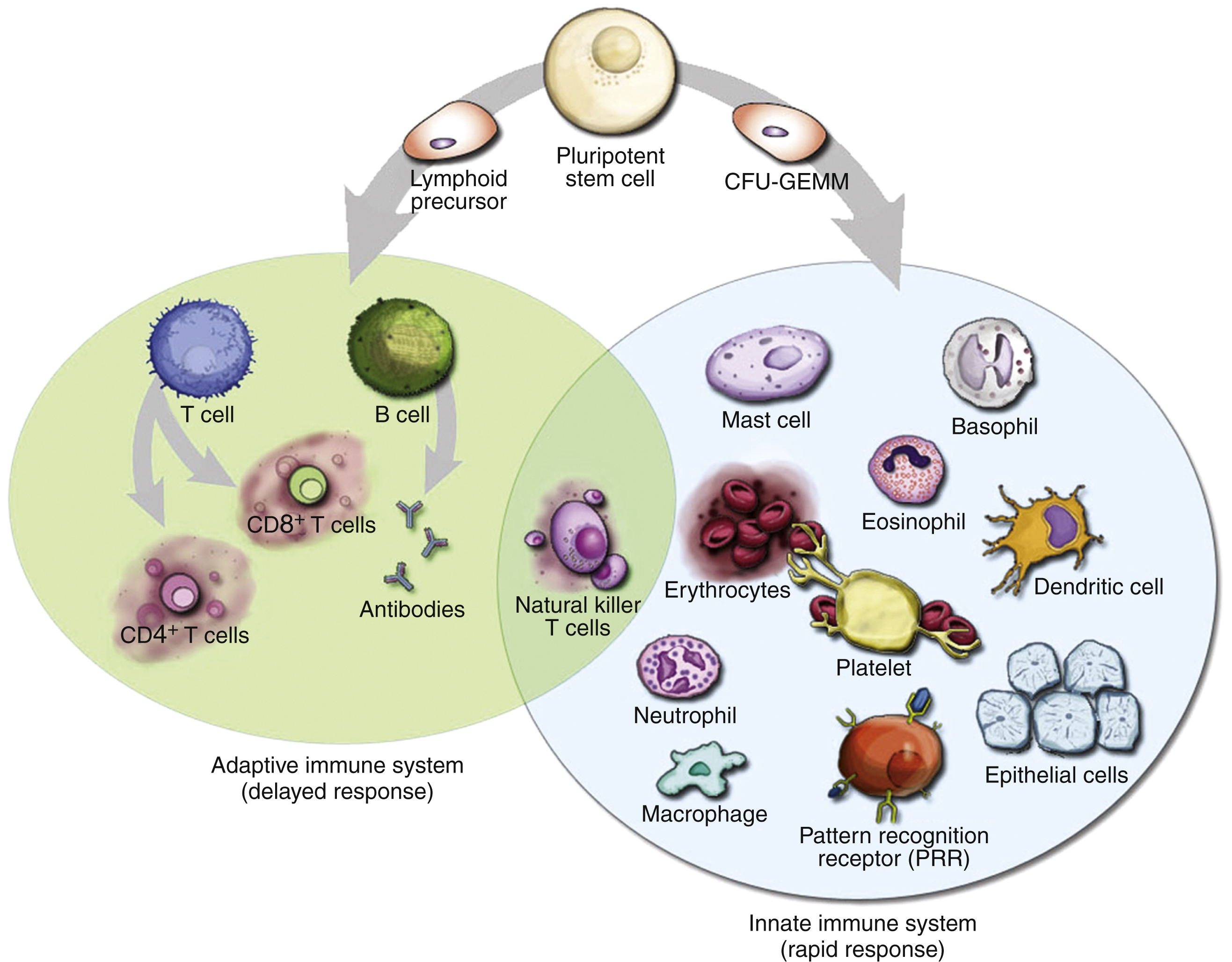 The diagram shows the pluripotent stem cell forms lymphoid precursor and CFU GEMM. Lymphoid gives T, B, CD8, CD4 cells, antibodies, NK cells. CFU GEMM gives mast, basophil, eosinophil, dendritic. The diagram shows the developmental pathways of immune and hematopoietic systems. At the top, a pluripotent stem cell branches into lymphoid precursor and CFU GEMM. The lymphoid precursor produces T cell, B cell, CD8 T cells, CD4 T cells, and antibodies, representing the adaptive immune system delayed response. It also gives rise to natural killer cells. The CFU GEMM gives rise to the innate immune system rapid response, including mast cell, basophil, eosinophil, dendritic cell, erythrocytes, platelet, epithelial cells, pattern recognition receptor PRR, macrophage, and neutrophil.