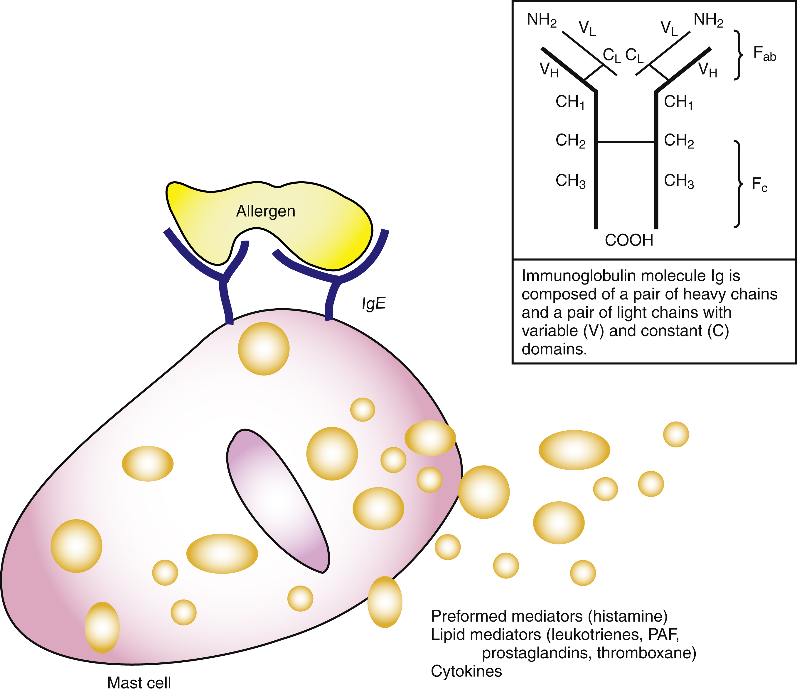 The diagram shows the mast cell activation occurs as allergen binds IgE, releasing histamine, leukotrienes, PAF, prostaglandins, and cytokines. Inset shows Ig structure with heavy and light chains. The diagram shows the activation of a mast cell by an allergen binding to immunoglobulin E (IgE) on its surface, leading to the release of mediators. The mast cell releases preformed mediators histamine, lipid mediators leukotrienes, platelet activating factor PAF, prostaglandins, thromboxane, and cytokines. An inset diagram shows an immunoglobulin molecule Ig composed of a pair of heavy chains and a pair of light chains with variable V and constant C domains, labeled with NH2, VL, CL, CH1, CH2, CH3, Fab, Fc, and COOH.