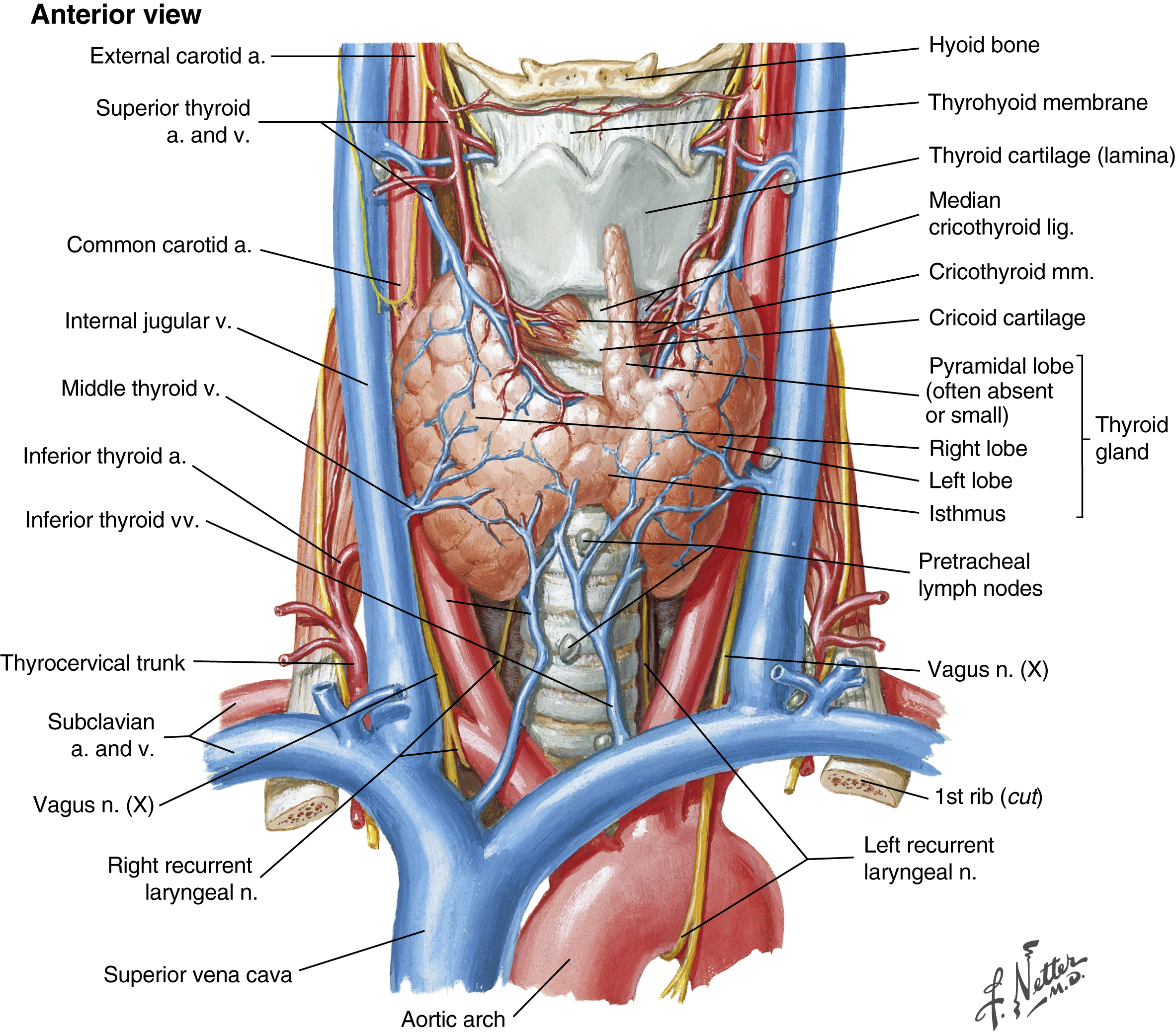 The diagram shows anterior thyroid view: hyoid, thyrohyoid membrane, thyroid cartilage, cricoid, pyramidal lobe, lobes, isthmus, lymph nodes, thyroid veins, vagus and recurrent laryngeal nerves. The diagram shows anterior view of thyroid gland anatomy shows the hyoid bone, thyrohyoid membrane, thyroid cartilage lamina, median cricothyroid ligament, cricoid cartilage, pyramidal lobe often absent or small, left lobe, isthmus, right lobe of thyroid gland, pretracheal lymph nodes, external carotid artery, superior thyroid artery and vein, common carotid artery, internal jugular vein, middle thyroid vein, inferior thyroid artery, inferior thyroid vein, thyrovertebral trunk, subclavian artery and vein, superior vena cava, aortic arch, vagus nerve X, right recurrent laryngeal nerve, and left recurrent laryngeal nerve with 1st rib cut for view.