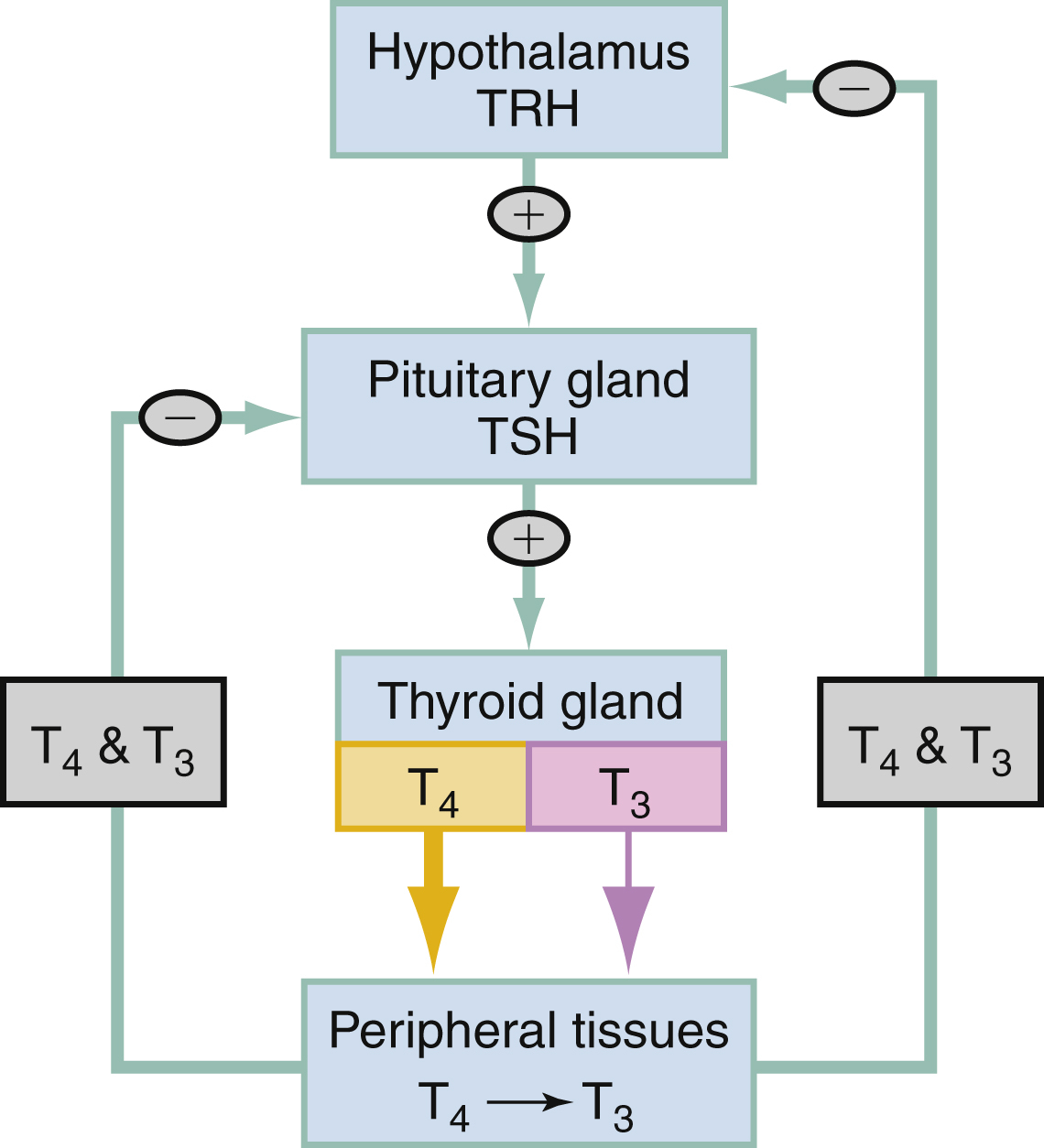 The diagram shows thyroid feedback loop: hypothalamus TRH stimulates pituitary TSH, causing thyroid T4 and T3 release. T4 converts to T3 in tissues, and both inhibit TRH and TSH production. The diagram shows the negative feedback loop of thyroid hormone regulation. The hypothalamus produces TRH, stimulating the pituitary gland to release TSH, which acts on the thyroid gland to produce T4 and T3. These hormones act on peripheral tissues, where T4 is converted to T3. Elevated T4 and T3 provide negative feedback to both the pituitary gland and hypothalamus to regulate TRH and TSH production.