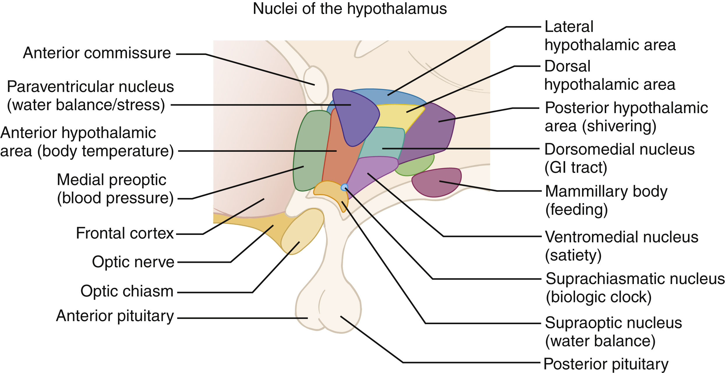 The diagram shows the hypothalamic nuclei with regions for water balance, stress, temperature, shivering, feeding, satiety, biologic clock, and pituitary. The diagram shows the nuclei of the hypothalamus and its related structures. At the front, the anterior commissure is labeled, connecting parts of the brain. The paraventricular nucleus is shoes, responsible for water balance and stress regulation. The anterior hypothalamic area, involved in controlling body temperature, is labeled along with the medial preoptic nucleus, which is linked to blood pressure regulation. Surrounding brain structures include the frontal cortex, optic nerve, and optic chiasm, with the anterior pituitary shown below. On the lateral side, the lateral hypothalamic area is marked, associated with various regulatory processes, and the dorsal hypothalamic area is present above the posterior hypothalamic area, which is linked to shivering. The dorsomedial nucleus is associated with the gastrointestinal tract, while the mammillary body is labeled as being related to feeding functions. The ventromedial nucleus, which regulates satiety, is identified along with the suprachiasmatic nucleus, responsible for the biologic clock. Additional labels include the supraoptic nucleus for water balance and the posterior pituitary, completing the structures shown in the hypothalamic nuclei diagram.
