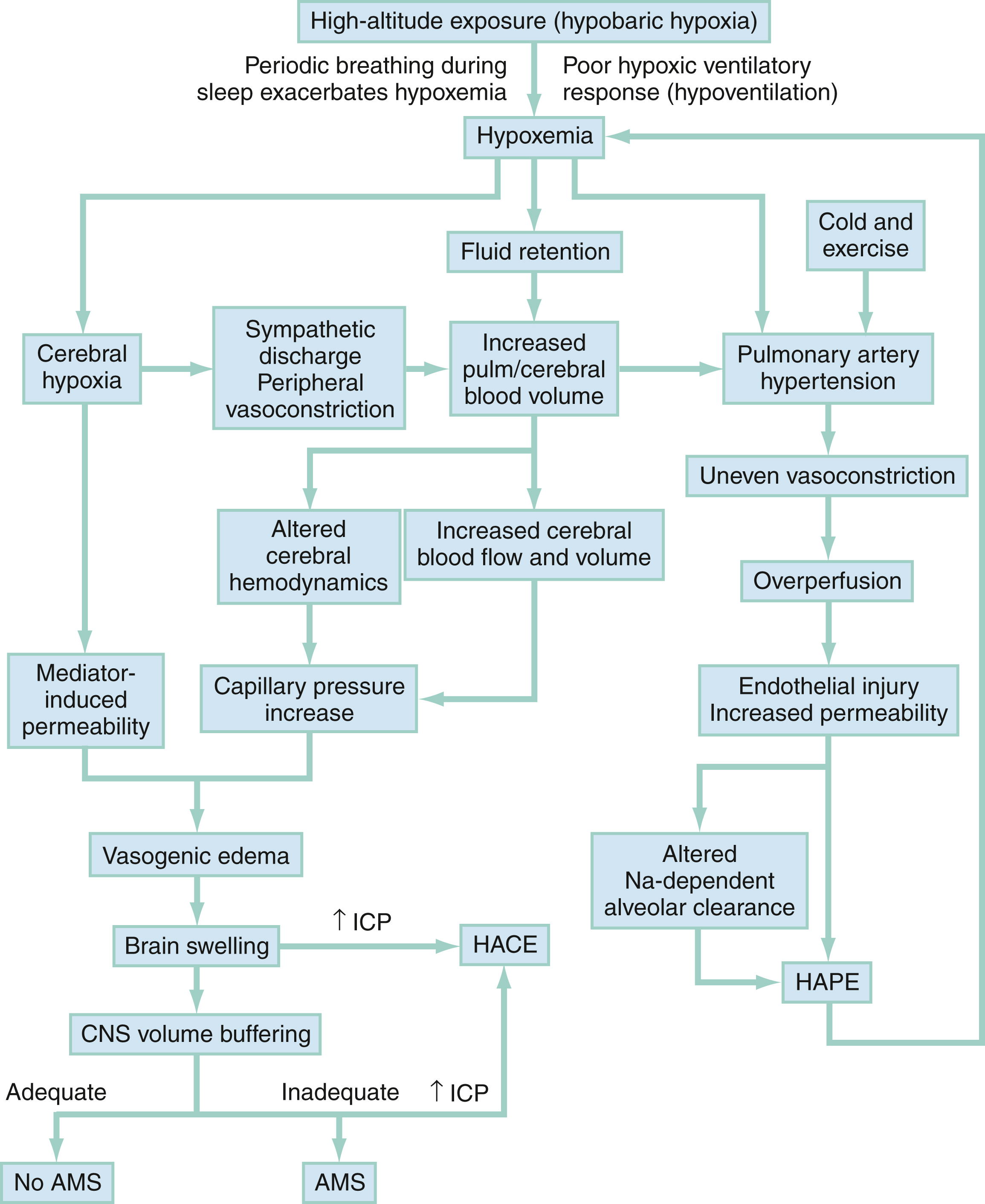 The flowchart shows high-altitude hypoxia causes fluid retention, cerebral hypoxia, pulmonary hypertension, edema, and brain swelling; inadequate CNS buffering leads to AMS, HACE, and HAPE. The flowchart shows high-altitude exposure hypobaric hypoxia leading to periodic breathing during sleep exacerbates hypoxemia and poor hypoxic ventilatory response hypoventilation, resulting in hypoxemia. Hypoxemia causes fluid retention, cerebral hypoxia, sympathetic discharge with peripheral vasoconstriction, increased pulmonary and cerebral blood volume, and pulmonary artery hypertension. Pulmonary artery hypertension leads to uneven vasoconstriction and overperfusion, causing endothelial injury and increased permeability, along with altered sodium-dependent alveolar clearance, resulting in HAPE high-altitude pulmonary edema. Cerebral hypoxia triggers mediator-induced permeability, while increased cerebral blood flow and altered cerebral hemodynamics increase capillary pressure, causing vasogenic edema and brain swelling. If CNS volume buffering is inadequate, intracranial pressure increases, leading to HACE high-altitude cerebral edema and AMS acute mountain sickness. Adequate CNS volume buffering results in no AMS. Cold and exercise also contribute to pulmonary artery hypertension.