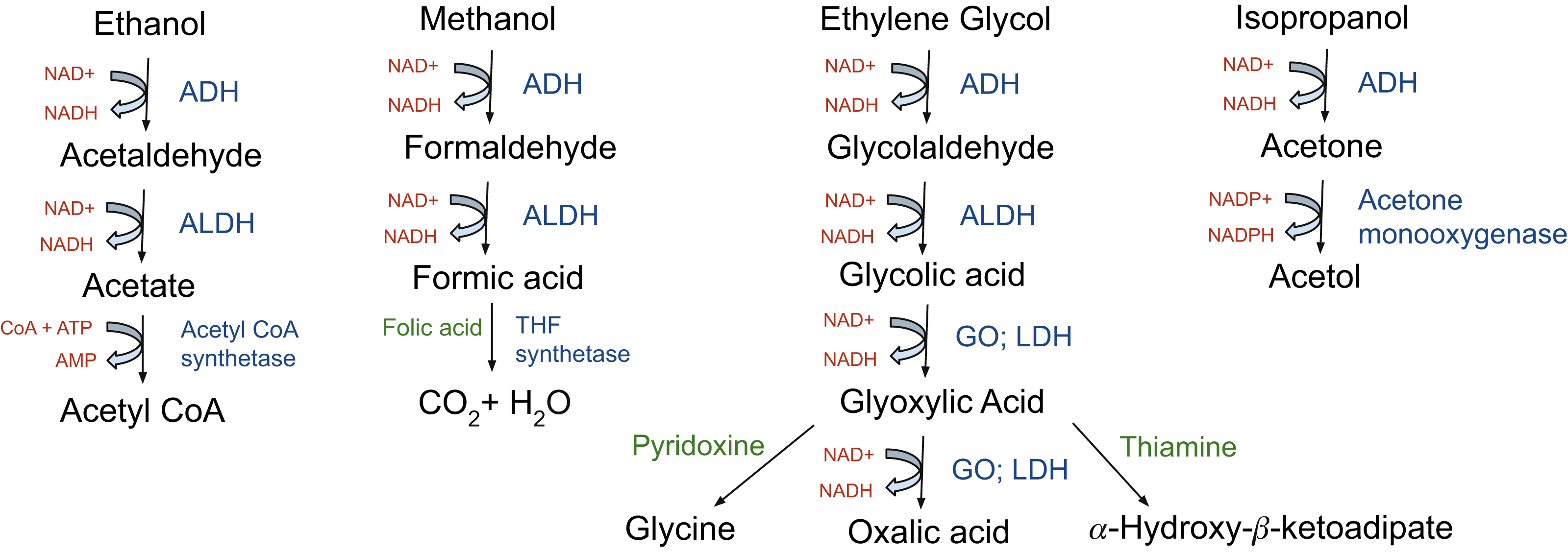 The diagram shows ethanol forms acetaldehyde then acetate to acetyl CoA. Methanol forms formaldehyde then formic acid to CO2 and H2O. Ethylene glycol forms glycolic acid to glycine or oxalic acid. The diagram shows metabolism pathways of ethanol, methanol, ethylene glycol, and isopropanol. Ethanol converts via ADH to acetaldehyde, then via ALDH to acetate, which with CoA and ATP forms acetyl CoA via acetyl CoA synthetase. Methanol converts via ADH to formaldehyde, then via ALDH to formic acid, which with folic acid and THF synthetase converts to carbon dioxide and water. Ethylene glycol converts via ADH to glycolaldehyde, then via ALDH to glycolic acid, which via GO and LDH forms glyoxylic acid that converts to glycine with pyridoxine or oxalic acid via GO and LDH. Isopropanol converts via ADH to acetone, then via acetone monooxygenase to acetol, and further to alpha-hydroxy-beta-ketoadipate with thiamine. NAD to NADH reactions are shown in multiple steps.