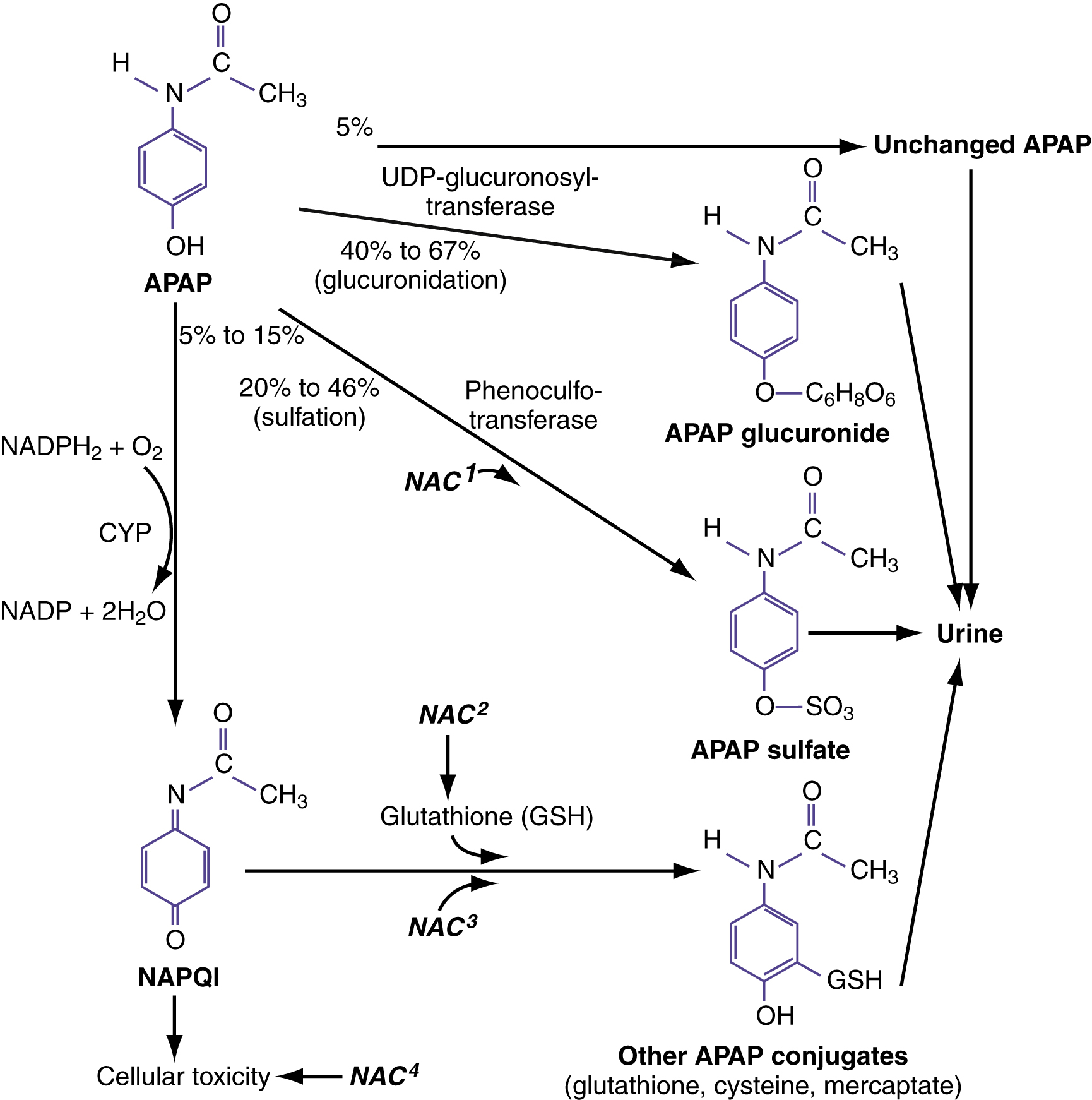 The diagram shows acetaminophen metabolism: most converts to APAP glucuronide and APAP sulfate, small part to toxic NAPQI detoxified by glutathione; NAC aids detox and reduces toxicity. The diagram shows acetaminophen APAP metabolism and N-acetylcysteine NAC mechanisms of action. APAP undergoes UDP-glucuronosyltransferase producing APAP glucuronide 40 percent to 67 percent and phenol sulfotransferase producing APAP sulfate 20 percent to 46 percent, both excreted in urine. A small fraction 5 percent remains unchanged. Cytochrome P450 converts APAP into NAPQI, a toxic metabolite. Glutathione GSH conjugates NAPQI, forming other APAP conjugates including glutathione, cysteine, and mercaptate for excretion. NAC enhances sulfation NAC1, serves as a GSH precursor NAC2, substitutes for GSH NAC3, and reduces cellular toxicity NAC4.