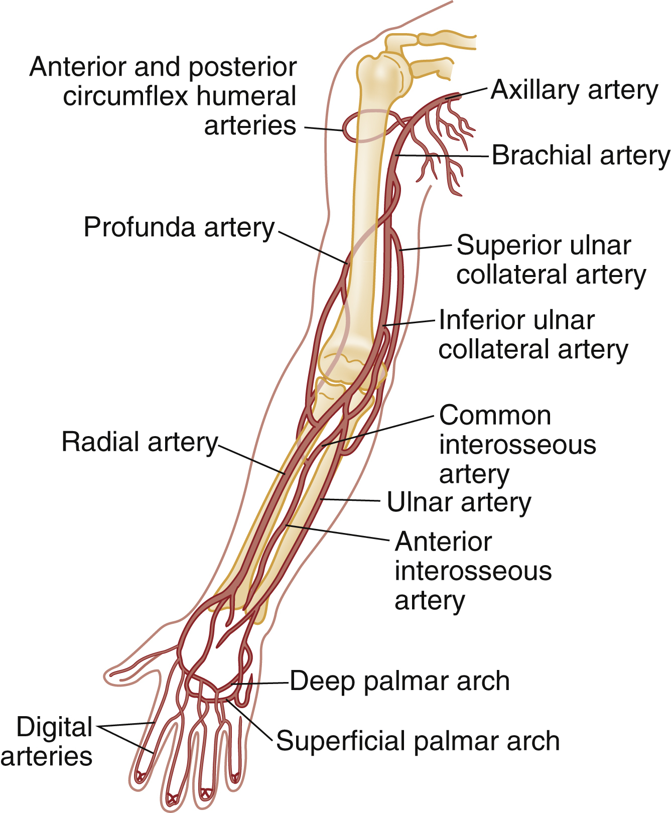 The diagram shows the major arteries of the human upper limb, axillary, brachial, radial, ulnar, profunda, interosseous, circumflex humeral, plus deep and superficial palmar arches and digitals. The diagram shows the major arteries of the human upper limb, starting from the shoulder and extending to the hand. Key arteries labeled include the axillary artery, brachial artery, superior ulnar collateral artery, inferior ulnar collateral artery, profunda artery, radial artery, ulnar artery, common interosseous artery, anterior interosseous artery, and the anterior and posterior circumflex humeral arteries branching near the shoulder. In the hand, the image shows the deep palmar arch, superficial palmar arch, and digital arteries.