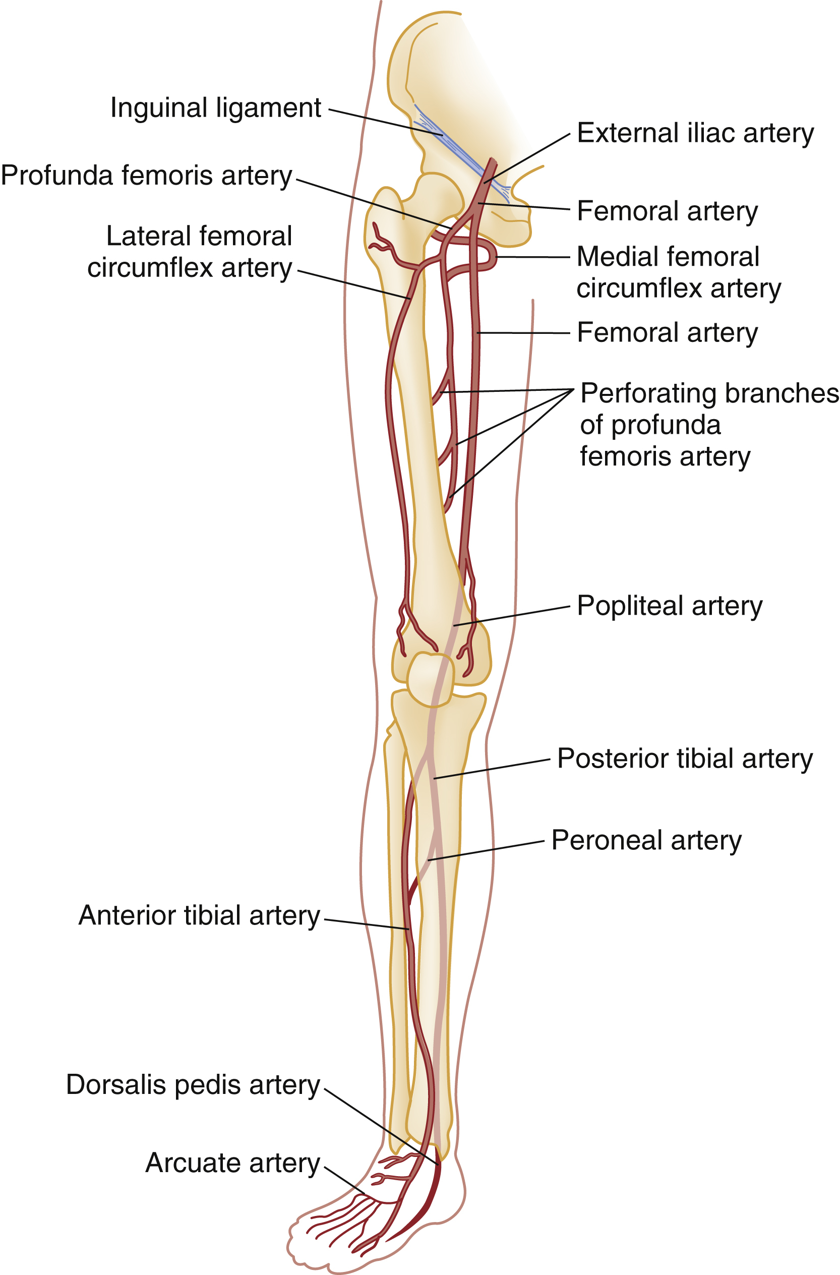 The diagram shows the major arteries of the lower limb, external iliac, femoral, profunda, circumflex, perforators, popliteal, anterior and posterior tibial, peroneal, dorsalis pedis, arcuate. The diagram shows the major arteries of the lower limb, originating from the pelvis and extending down to the foot. The labeled arteries include the external iliac artery, femoral artery, profunda femoris artery, medial femoral circumflex artery, lateral femoral circumflex artery, and perforating branches of profunda femoris artery in the thigh region, along with the inguinal ligament. Further down, the popliteal artery is shown behind the knee, branching into the anterior tibial artery, posterior tibial artery, and peroneal artery in the lower leg. In the foot, the dorsalis pedis artery and arcuate artery are visible.