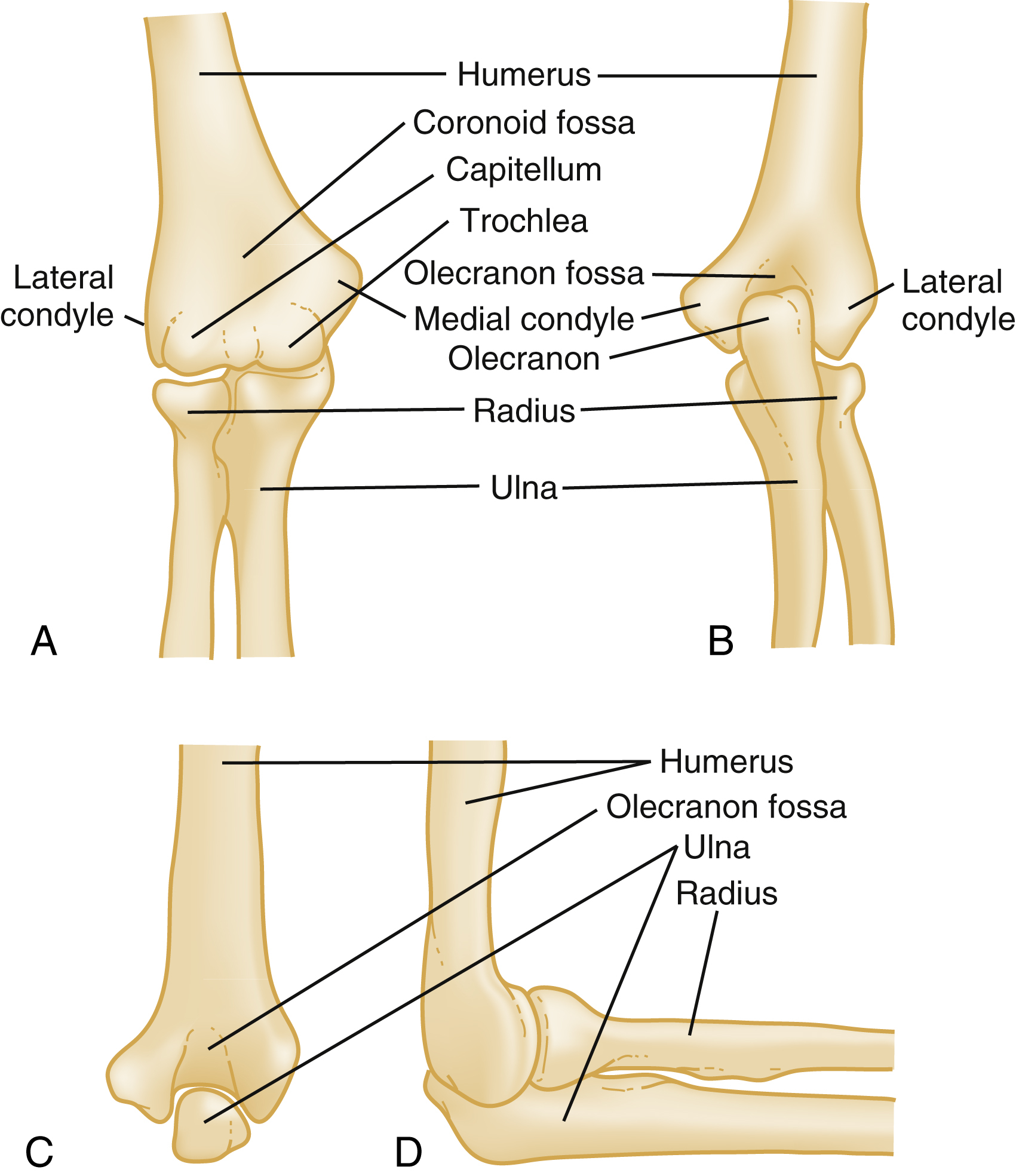 The diagram shows four elbow views shows distal humerus, ulna, and radius, anterior view shows condyles and fossae, posterior views shows olecranon and epicondyles, lateral view shows articulation. The diagram shows four anatomical views of the distal humerus and elbow region. Labeled A, B, C, and D, shows the bony structures of the humerus, ulna, and radius. View A, an anterior view, highlights the lateral condyle, coronoid fossa, capitellum, trochlea, and medial epicondyle of the humerus, along with the proximal ends of the radius and ulna. View B, a posterior view, identifies the lateral condyle, olecranon fossa, medial epicondyle, and olecranon (part of the ulna), also showsing the radius and ulna. View C presents another posterior view, this time with the elbow at 90 degrees flexion, emphasizing the humerus, olecranon fossa, ulna, and radius. View D, a lateral view of the right elbow, clearly labels the humerus, olecranon fossa, ulna, and radius.
