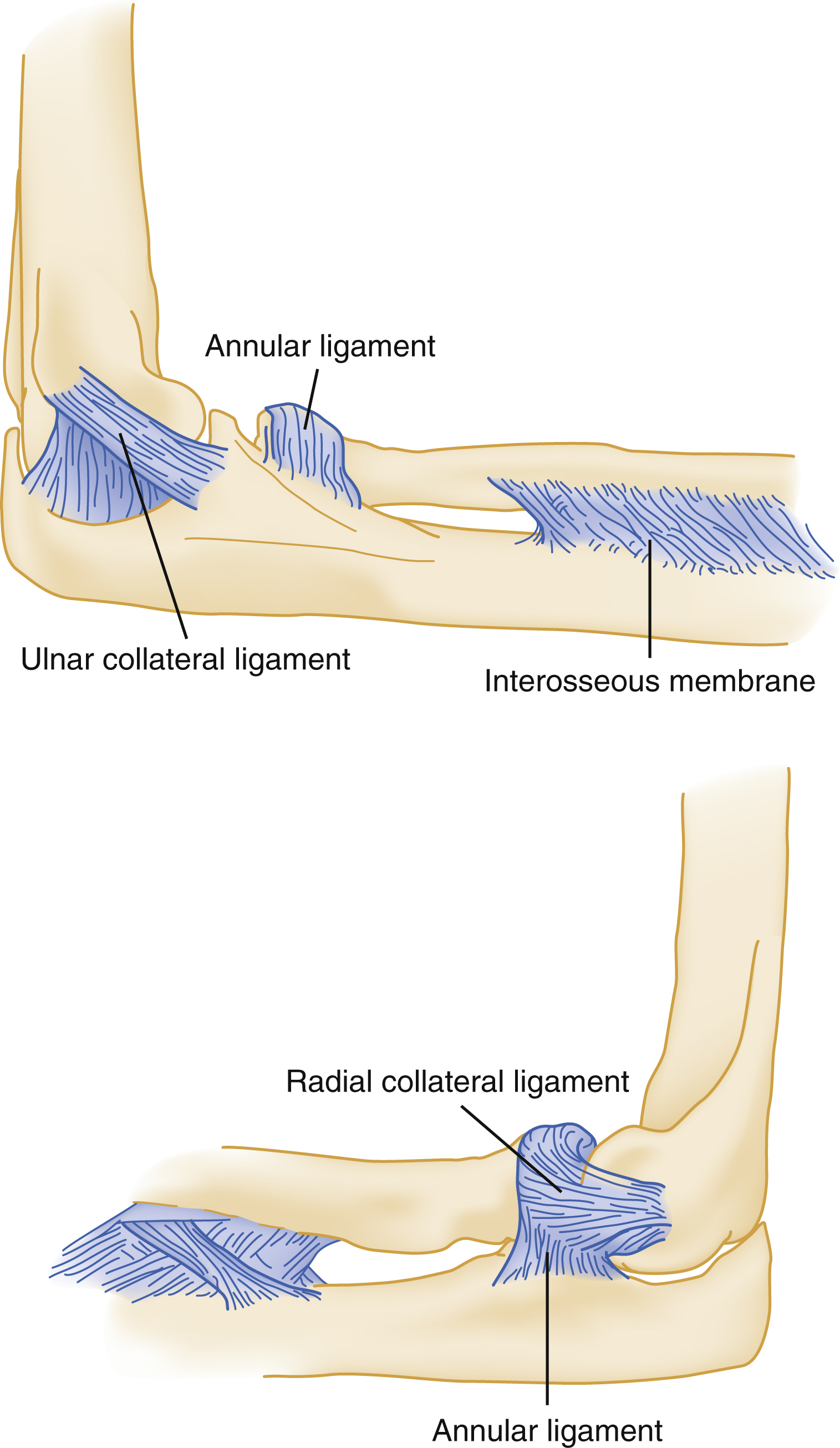 The diagram shows the elbow ligament, anterior view labels annular ligament, ulnar collateral ligament, interosseous membrane, lateral view shows radial collateral ligament, annular ligament. The diagram shows the elbow ligamentous structures. The top provides anterior view of the elbow joint, clearly labeling the annular ligament which encircles the radial head, the ulnar collateral ligament on the medial side, and the interosseous membrane stretching between the ulna and radius further down the forearm. The bottom presents a lateral view of the elbow, shows the radial collateral ligament on the lateral aspect and also showsing the annular ligament from this perspective, reinforcing its position around the radial head.