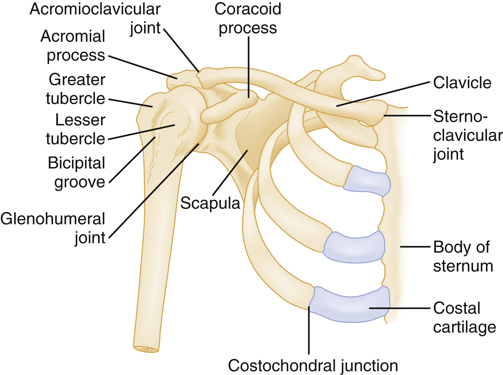 The diagram of the shoulder girdle shows clavicle, scapula, humerus, major joints, tubercles, bicipital groove, costal cartilage, and costochondral junction with labeled anatomy. The diagram of the shoulder girdle shows the clavicle, sternoclavicular joint, coracoid process, scapula, acromial process, acromioclavicular joint, greater tubercle, lesser tubercle, bicipital groove, glenohumeral joint, humerus, and body of sternum, with costal cartilage highlighted and showing the costochondral junction.