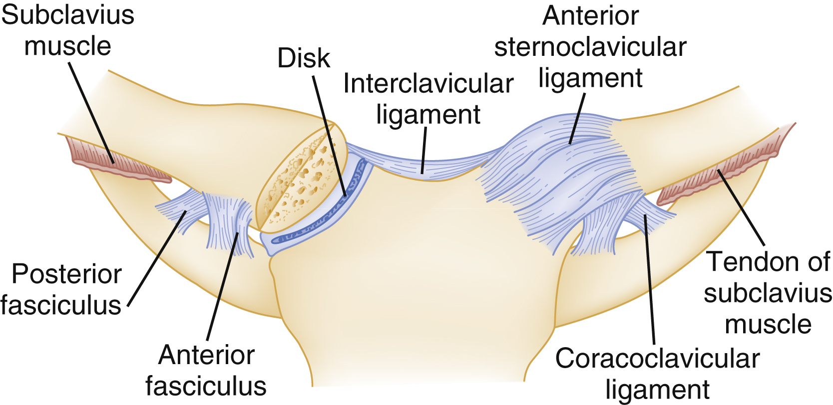The diagram shows the sternoclavicular joint and its stabilizing ligaments (anterior sternoclavicular, interclavicular, coracoclavicular), articular disk, subclavian muscle, and fasciculi. The diagram shows the sternoclavicular joint and its stabilizing ligaments, including the anterior sternoclavicular ligament, interclavicular ligament, and coracoclavicular ligament, along with the articular disk, subclavian muscle and its tendon, and anterior and posterior fasciculi.