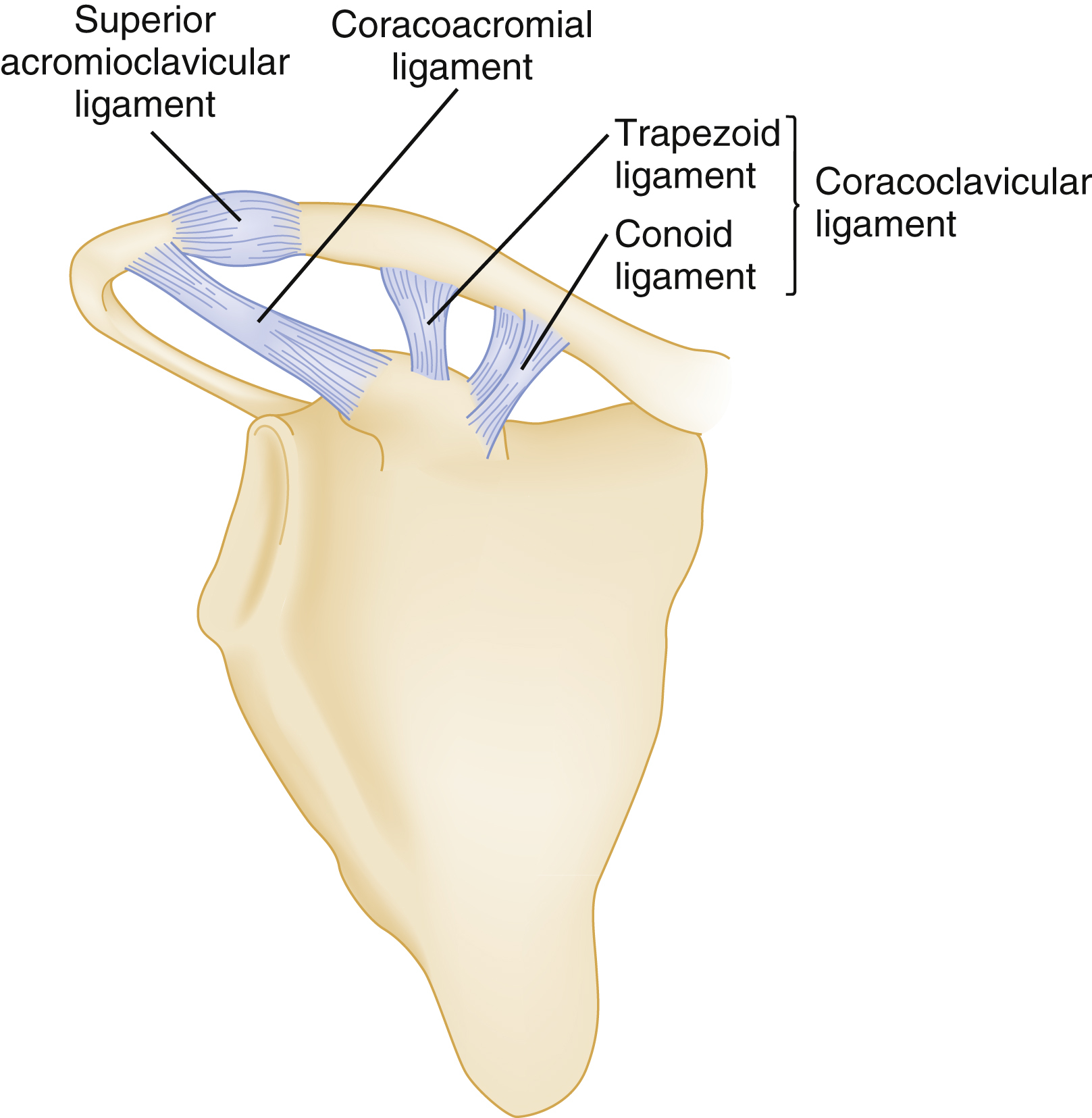 The diagram shows the ligaments of the acromioclavicular joint shows the superior acromioclavicular, coracoacromial, and coracoclavicular ligaments, including trapezoid and conoid components. The diagram shows the ligaments of the acromioclavicular joint, including the superior acromioclavicular ligament, coracoacromial ligament, and the coracoclavicular ligament, which is further detailed to consist of the trapezoid ligament and conoid ligament.