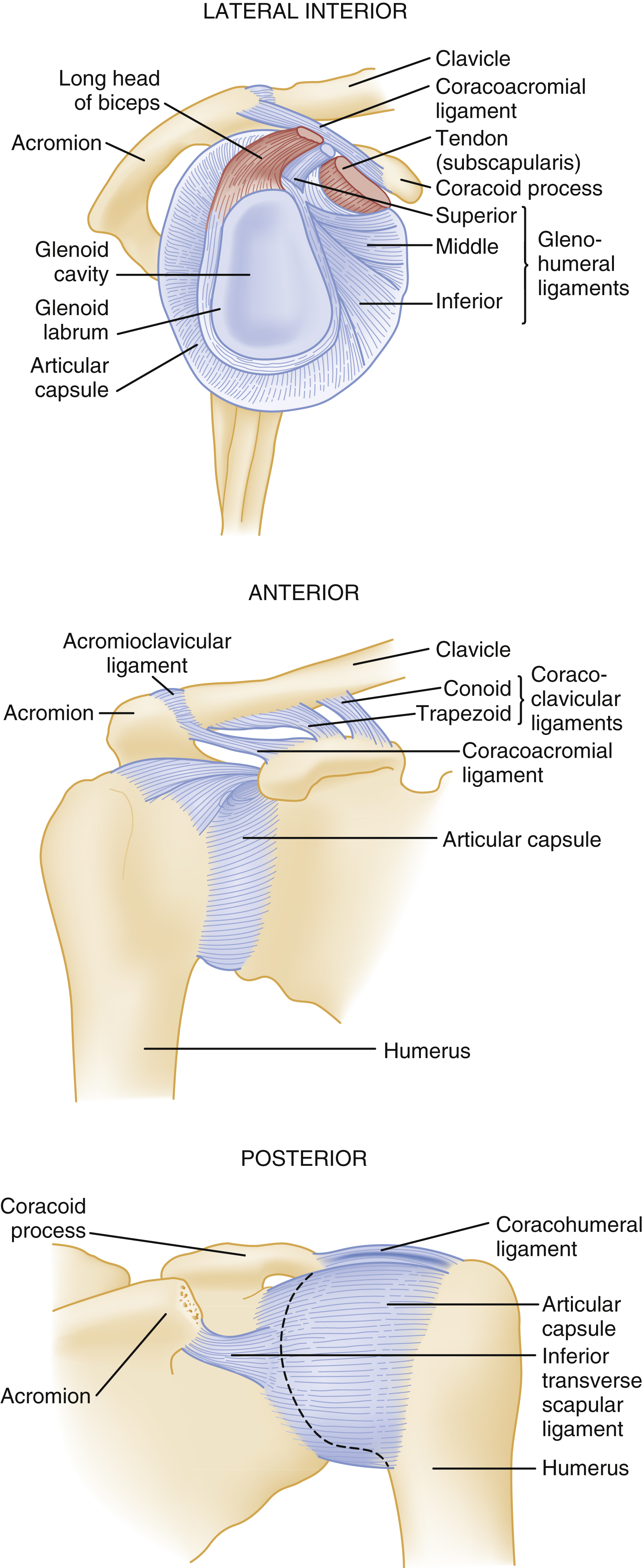 The diagram shows lateral interior, anterior, and posterior views of the glenohumeral joint, detailing ligaments, capsule, tendons, bones, and synovial membrane extension. The diagram shows three different views of the glenohumeral joint. Lateral interior, anterior, and posterior. The lateral interior view shows the long head of the biceps tendon, acromion, glenoid cavity, glenoid labrum, articular capsule, clavicle, coracoacromial ligament, subscapularis tendon, coracoid process, and the superior, middle, and inferior glenohumeral ligaments. The anterior view highlights the acromion, acromioclavicular ligament, clavicle, coracoclavicular ligaments (conoid and trapezoid), coracoacromial ligament, articular capsule, and humerus. The posterior view displays the coracoid process, acromion, coracohumeral ligament, articular capsule, inferior transverse scapular ligament, and humerus, with a dashed line shows the synovial membrane extension.