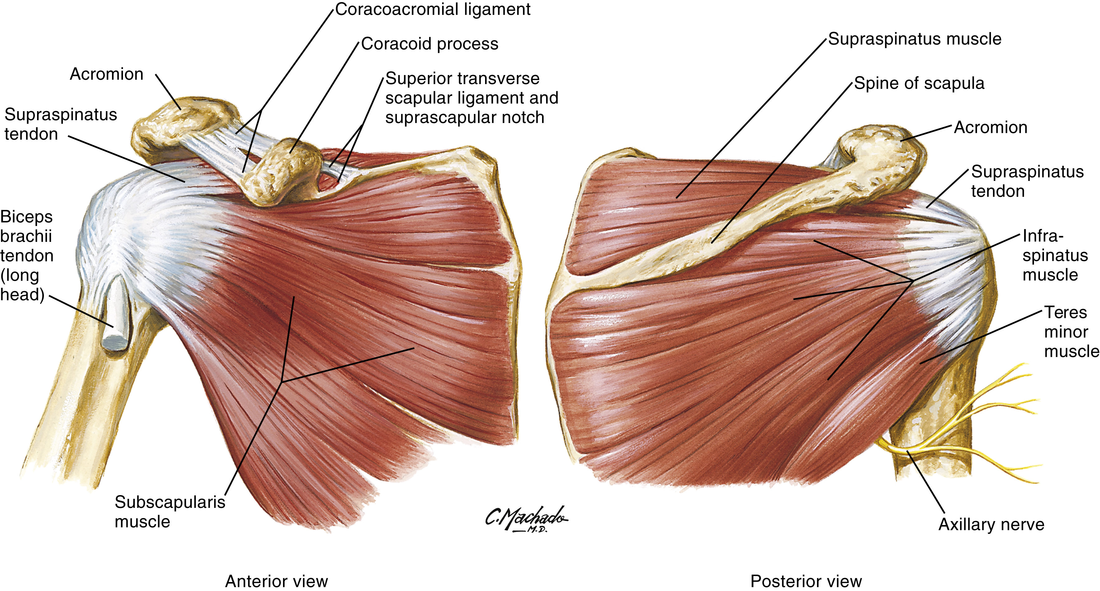 A set of two diagrams shows anterior and posterior views of rotator cuff muscles, anterior highlights subscapularis, ligaments, posterior shows supraspinatus, infraspinatus, teres minor. A set of two diagrams shows the four rotator cuff muscles in anterior and posterior views. The anterior view displays the biceps brachii tendon (long head), subscapularis muscle, coracoacromial ligament, coracoid process, superior transverse scapular ligament and suprascapular notch, supraspinatus tendon, and acromion. The posterior view shows the supraspinatus muscle and tendon, spine of scapula, acromion, infraspinatus muscle, teres minor muscle, and axillary nerve.