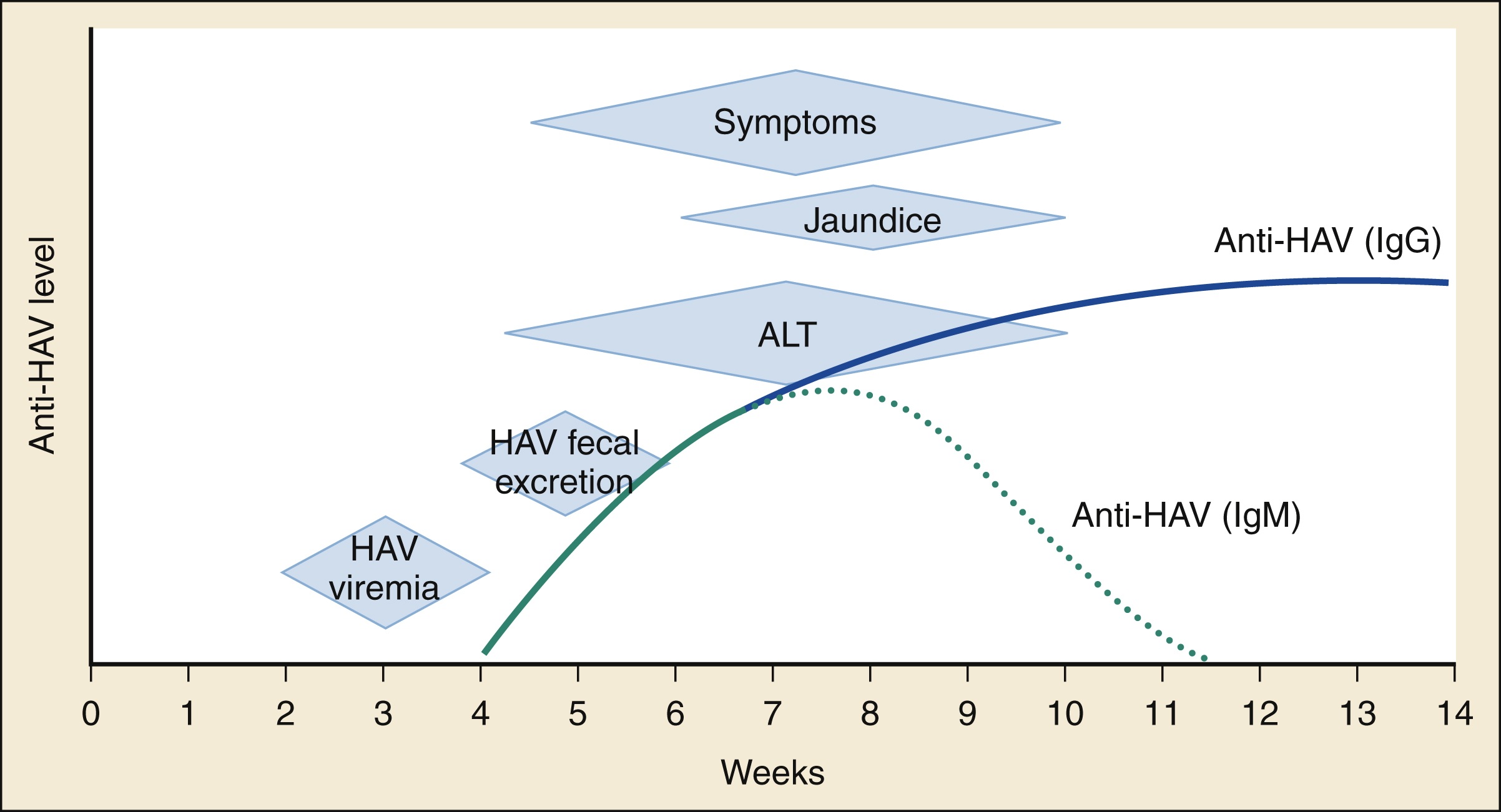 The graph shows hepatitis A infection timeline: early HAV viremia, fecal excretion, ALT rise, jaundice and symptoms; Anti-HAV IgM peak by week 8 then falls, IgG rises after week 5 and stay elevated. The graph shows the timeline of acute hepatitis A virus (HAV) infection over 14 weeks, with the vertical axis labeled “Anti-HAV level” and the horizontal axis labeled “Weeks.” Key phases of infection are represented by shaded diamonds shows “HAV viremia” peaking early around week 2, “HAV fecal excretion” starting slightly later, “ALT” elevation beginning around week 5, “Jaundice” appearing near week 6, and “Symptoms” overlapping with jaundice and persisting several weeks. Antibody response curves show “Anti-HAV (IgM)” represented by a dotted green line, rising rapidly around week 5, peaking around week 8, and then declining by week 12, while “Anti-HAV (IgG)” shown by a solid blue line rises after week 5 and remains elevated beyond week 14, shows lasting immunity.