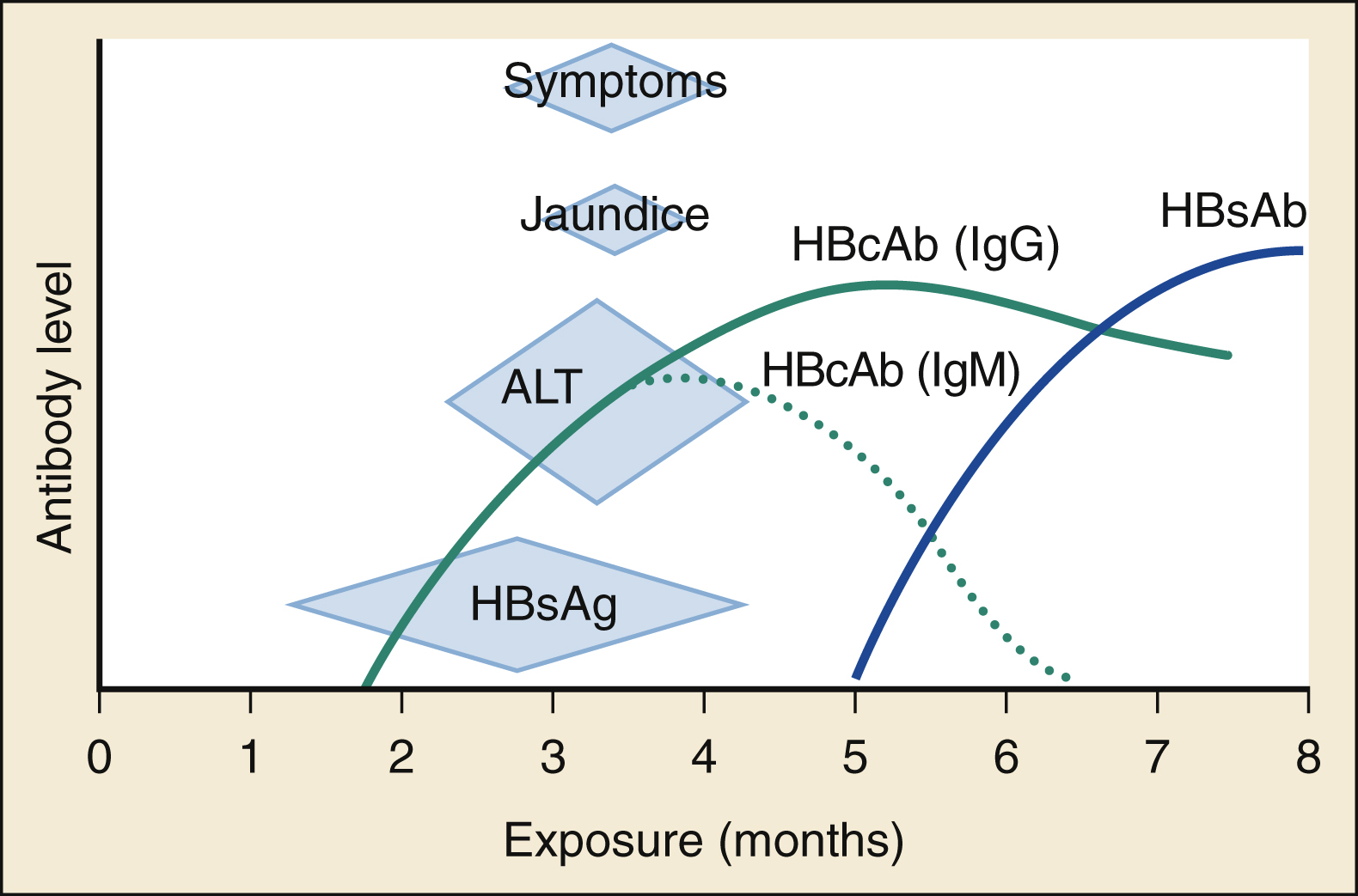 The graph shows acute hepatitis B infection: HBsAg rises early, ALT elevation, jaundice and symptoms follow; HBcAb IgM peaks then decline, HBcAb IgG and HBsAb rise after month 5–6, showing recovery. The graph shows the acute hepatitis B virus (HBV) infection over 8 months of exposure. The vertical axis is labeled “Antibody level,” and the horizontal axis is labeled “Exposure (months).” Blue shaded diamonds mark phases of infection: “HBsAg” (hepatitis B surface antigen) rises first, followed by “ALT” (alanine aminotransferase) elevation, and overlapping clinical “Jaundice” and “Symptoms.” Antibody response curves are shown with “HBcAb (IgM)” represented by a dotted green line that peaks around month 5 and declines, “HBcAb (IgG)” as a solid blue line rising around month 5 and continuing to increase, and “HBsAb” as a solid dark blue line that begins rising after month 6 and continues upward, shows immune response and recovery. The figure highlights the relationship between antigen presence, liver enzyme elevation, clinical symptoms, and antibody development during HBV infection.