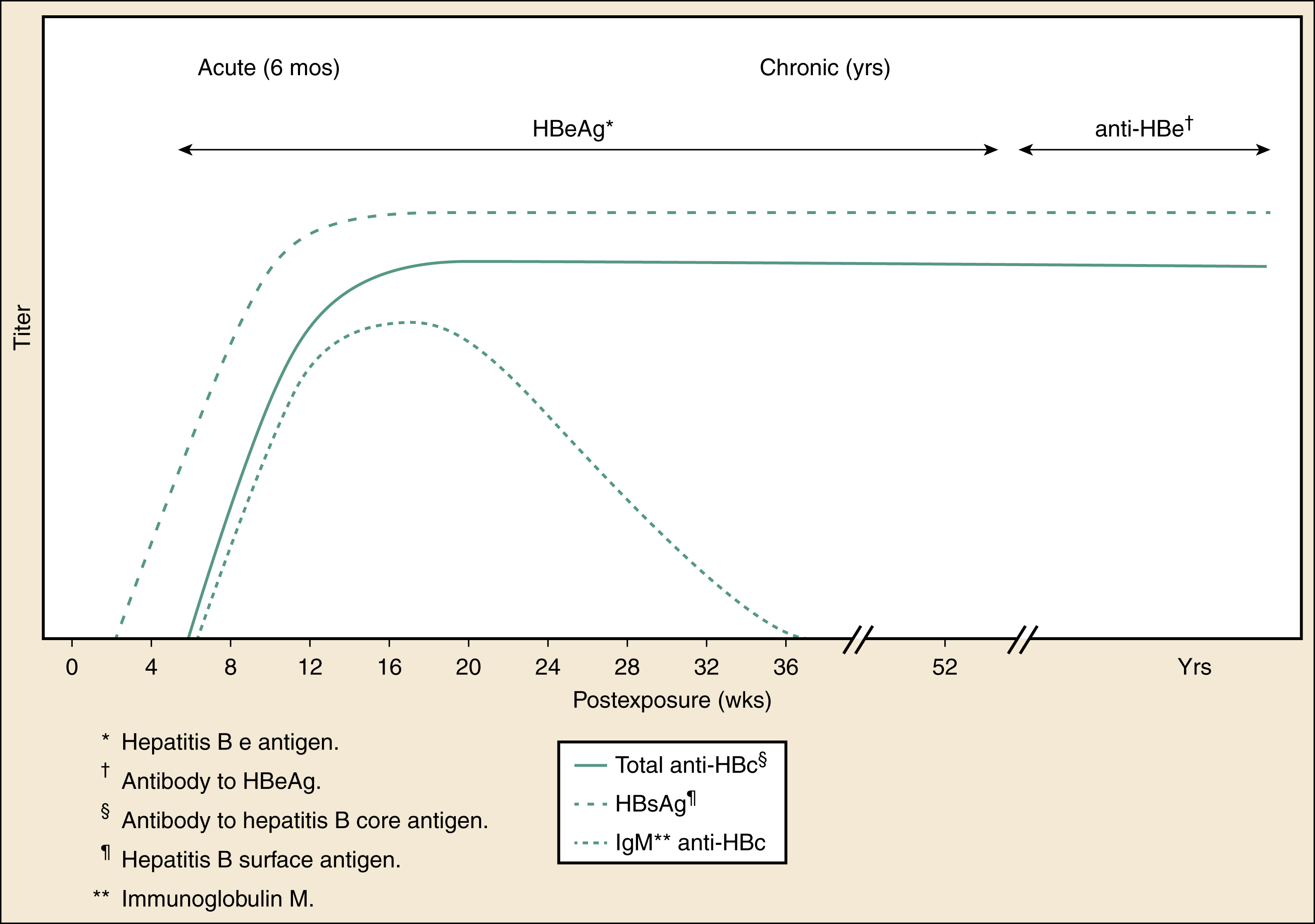 The graph shows hepatitis B infection shows acute and chronic phases: HBsAg rises early and falls by week 32, IgM anti-HBc peaks at week 12 then declines, total anti-HBc stays elevated long term. The graph shows the serologic markers and symptom timing for hepatitis B infection, covering both acute (6 months) and chronic (years) phases. The vertical axis is labeled “Titer” and the horizontal axis “Postexposure (weeks)” extending to years. Three curves are shown: “Total anti-HBc” (solid line) rises gradually around week 8 and remains elevated long term, “HBsAg” (dashed line) rises early around week 4, peaks around week 12, and declines by week 32, and “IgM anti-HBc” (dotted line) peaks around week 12 and falls to baseline by week 32. Markers “HBeAg” (Hepatitis B e antigen) and “anti-HBe” (antibody to HBeAg) are showsd by arrows showing HBeAg positivity during early infection and anti-HBe development later in chronic infection. Annotations shows “antibody to hepatitis B core antigen” and “hepatitis B surface antigen” with immunoglobulin M specified for IgM anti-HBc. This graph highlights the timing of antigen and antibody responses during acute and chronic hepatitis B virus infection.
