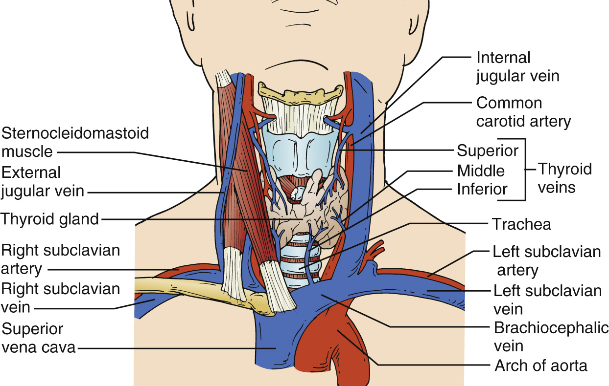 An anatomical drawing of the neck and upper chest showing major veins, arteries, thyroid gland, trachea, and surrounding structures.